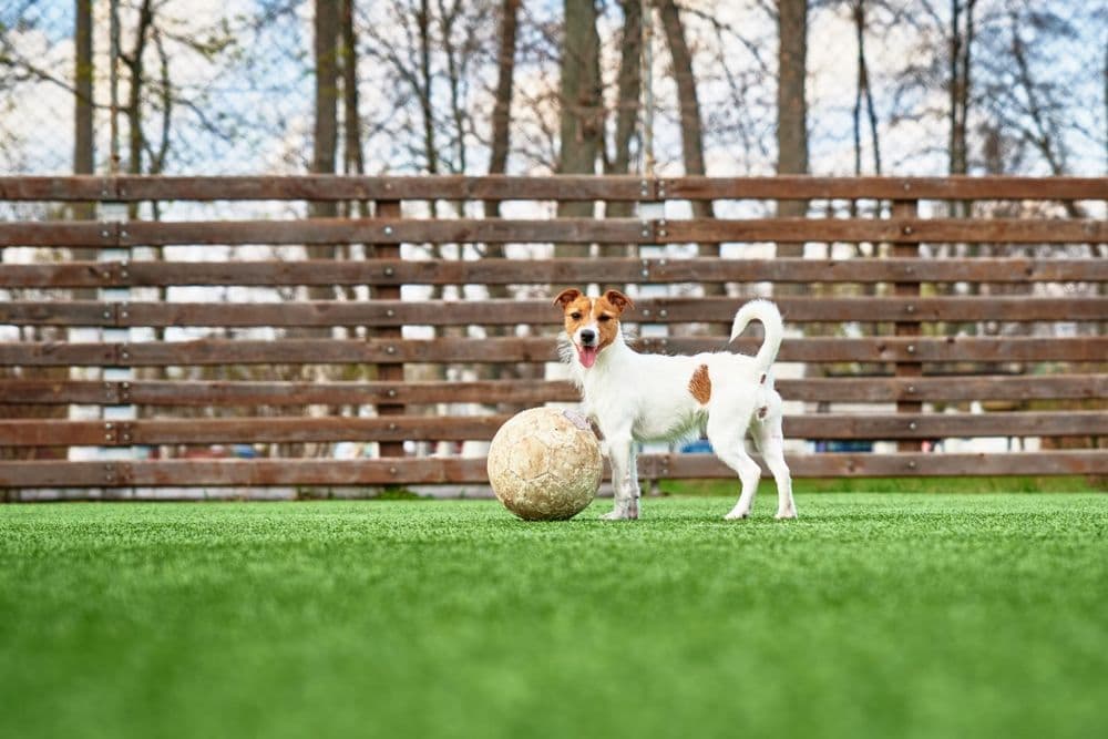 Beautifully landscaped backyard with artificial turf