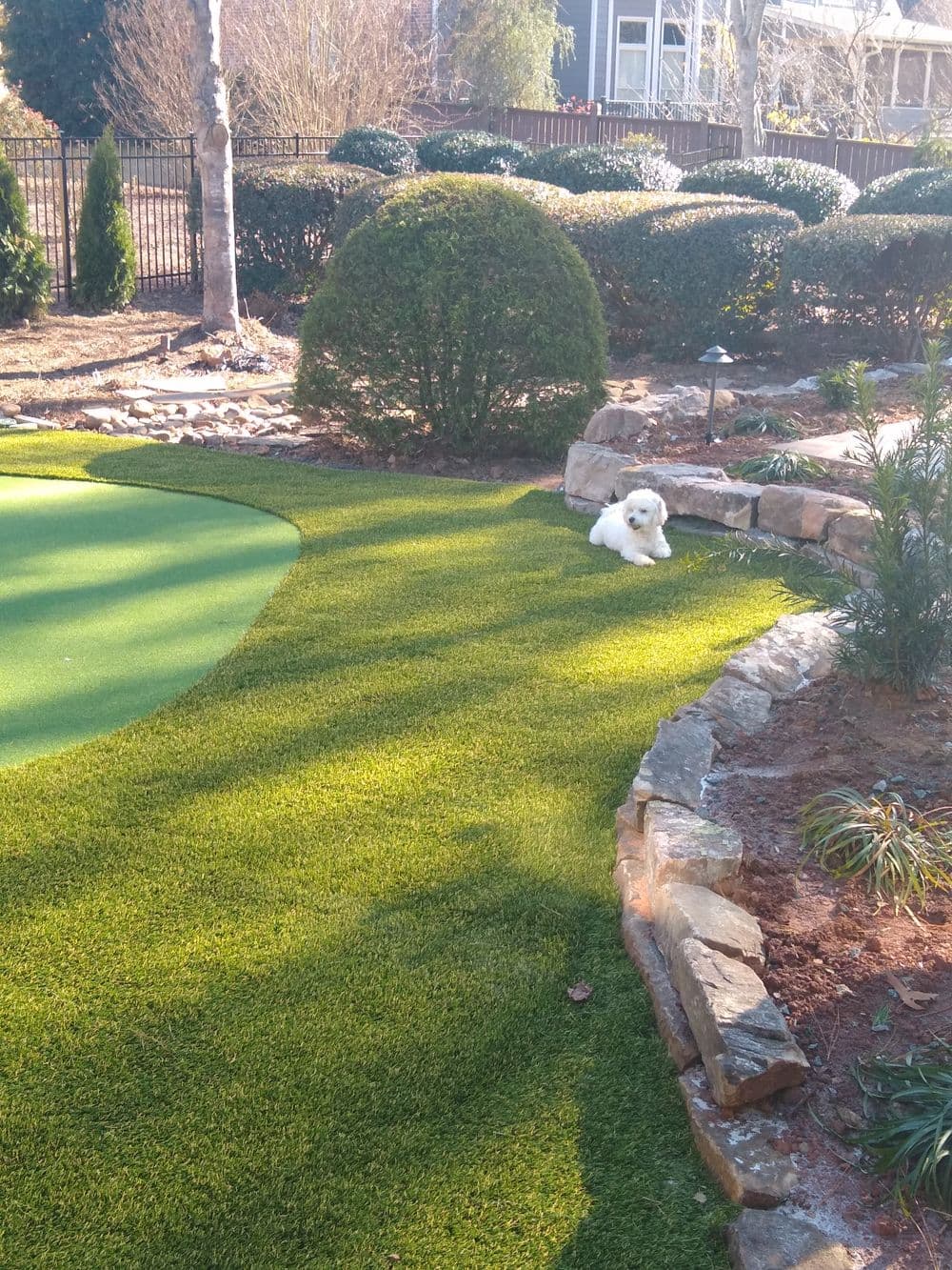 White dog resting on artificial grass in a landscaped garden with stone features.