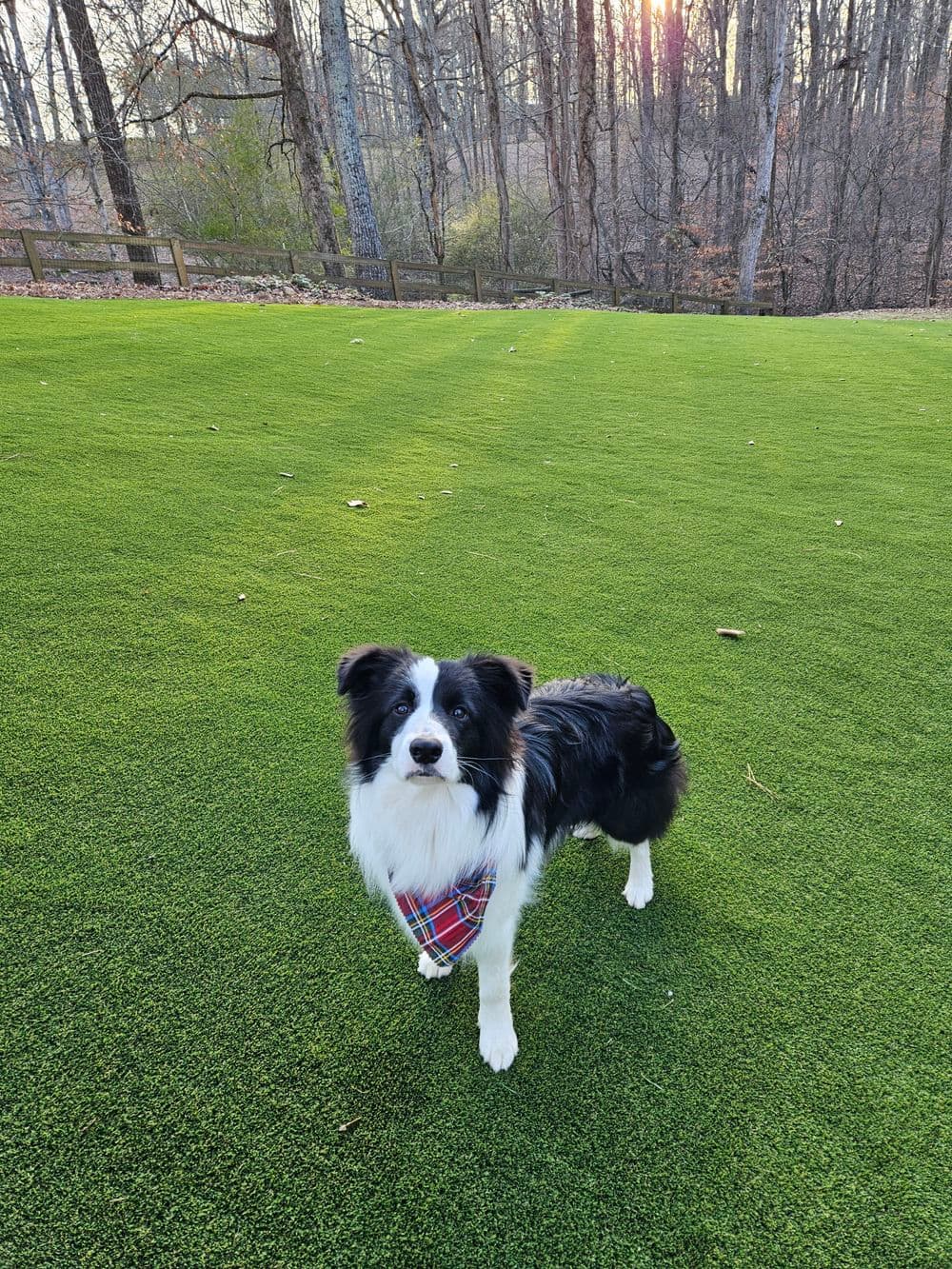 Black and white dog in a plaid bandana standing on green grass with trees in the background.